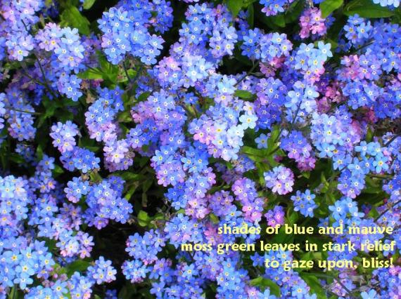 shades of blue. shades of lue haiku
