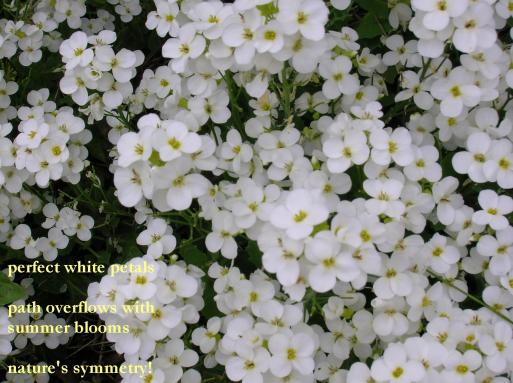 haiku poems about nature. nature#39;s symmetry haiku