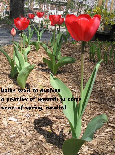 tulip-haiku1